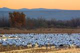 Snow Geese At Sunrise_73407